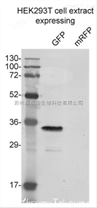 AB0109-100Sicgen Antibodies多克隆抗体 哪家好